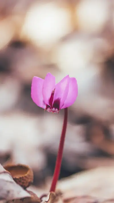 Flower Cyclamen in the Woods - Screenshot 1