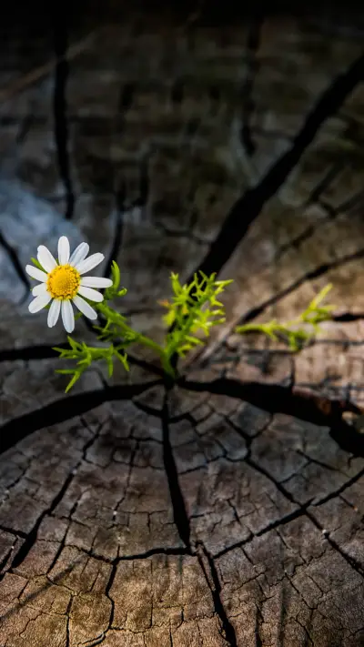 Close up of tree stump