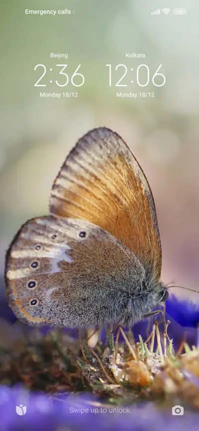 Butterfly