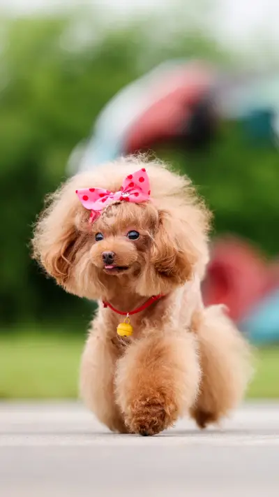 Why Dogs Bite Shoes 3 - Screenshot 1