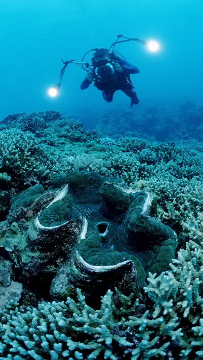 Diver and fluted giant clam tridacna squamosa palau