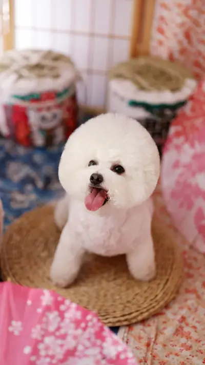 Do you have a bear 80 - Screenshot 1