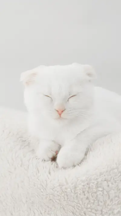 Meow youre going to take me home 89