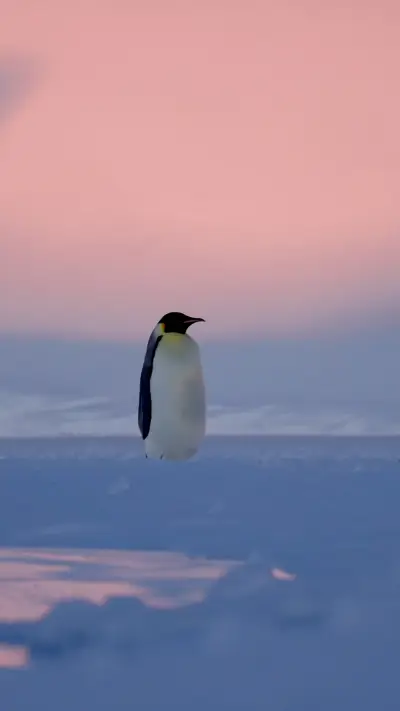 Wildife in antartica