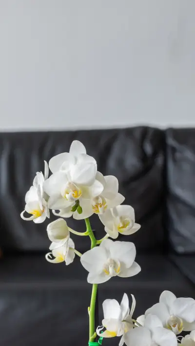 Beautiful orchids in the wild