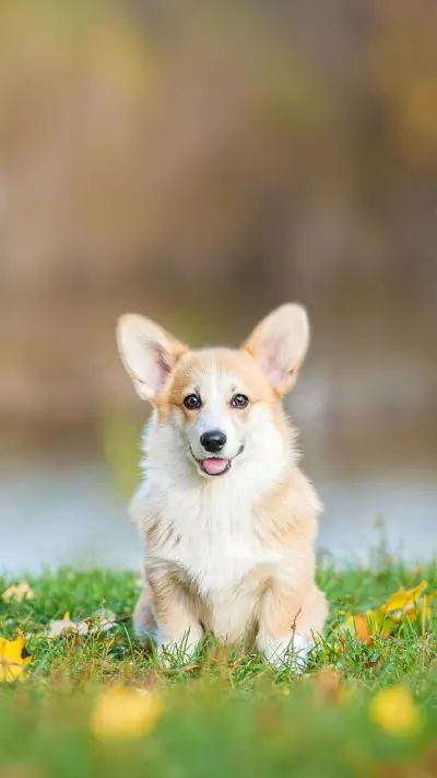 Pembroke Welsh Corgi Puppy in Autumn