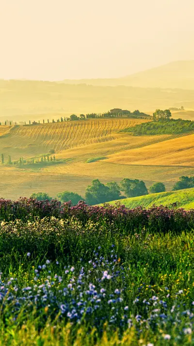 Great view of green meadows