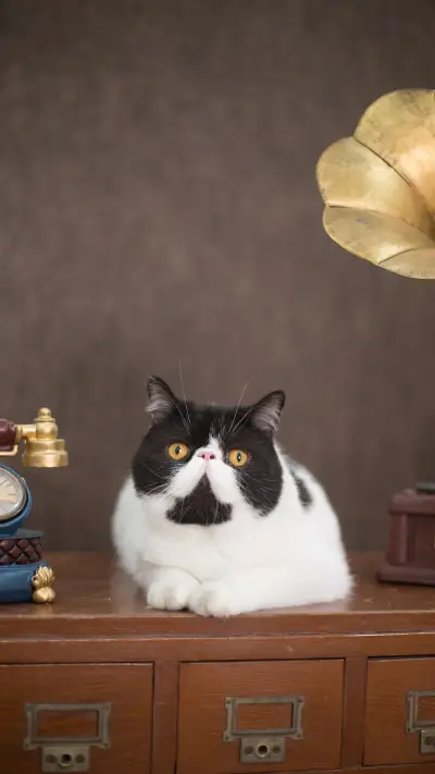 The Reason for Cats Butt Up 8