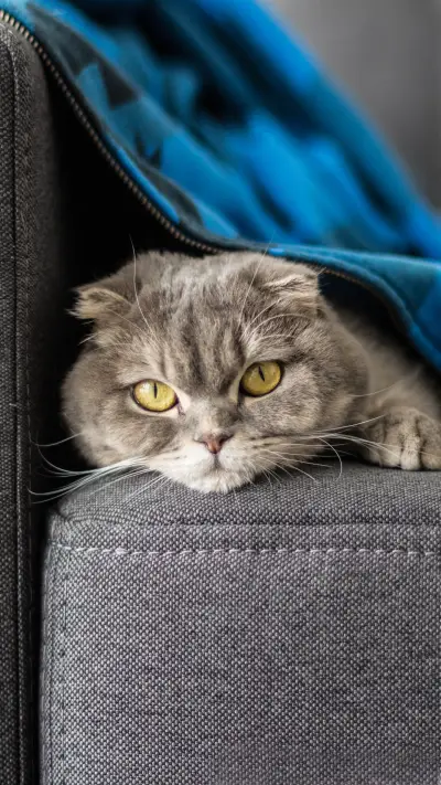 Meow star weakness 2