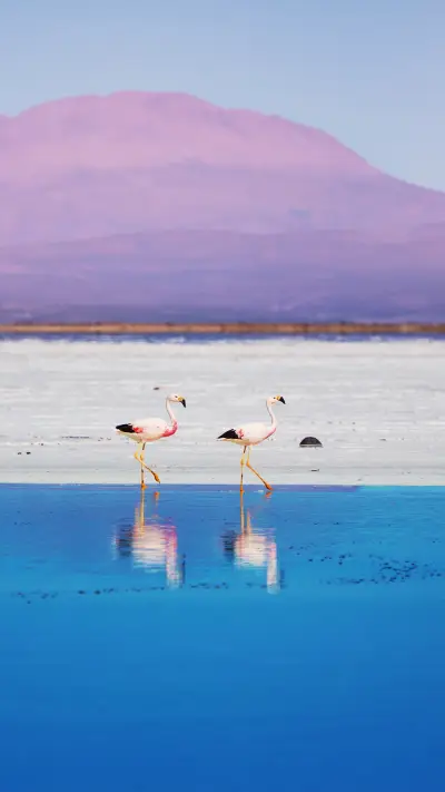 wild animal-02 - Screenshot 1