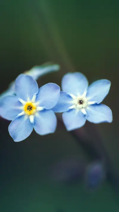 Spring scenery-05 - Screenshot 1