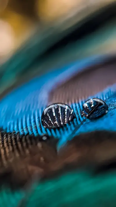 Rohit Pawane (7) - Screenshot 1