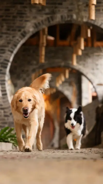 Dogs strange expressions 2