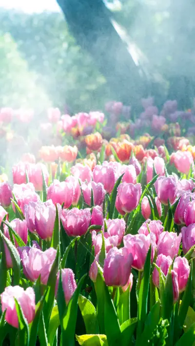 Flower dream - Screenshot 1