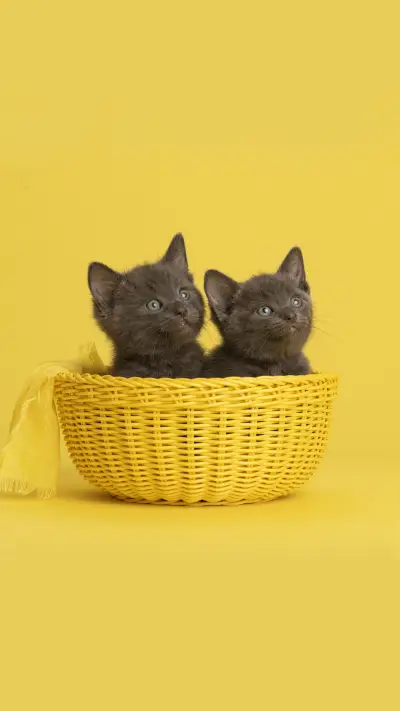 How do cats talk to you