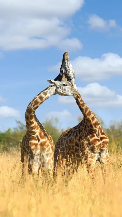 Lovely animals-04 - Screenshot 1