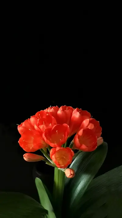 Is gentlemanly orchid more prone to flowering in the