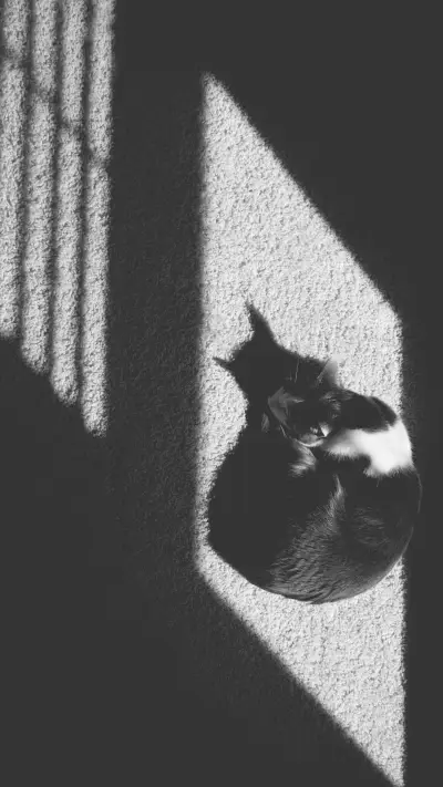 【视觉中国】_猫咪