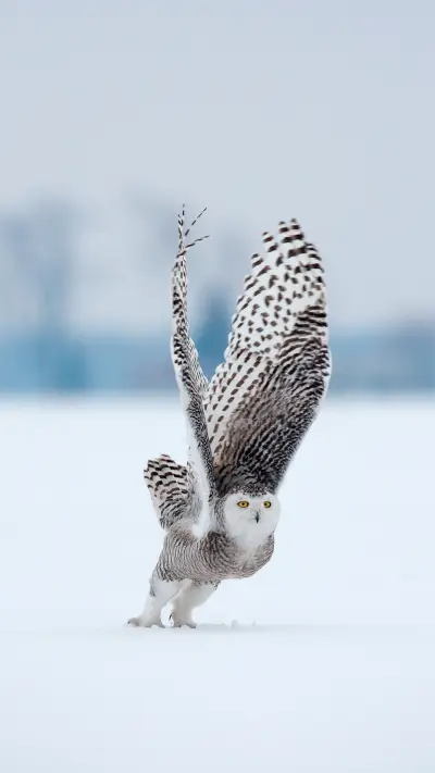 The heaviest owl in North America 29