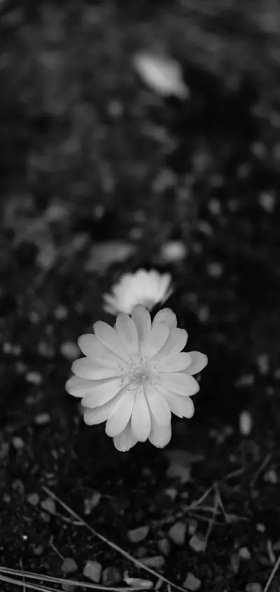 landing-1089 - Screenshot 1