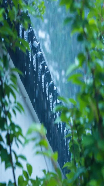 Green leaves after rain