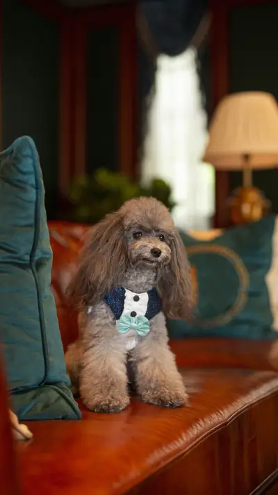 Tips for having a good relationship with dogs