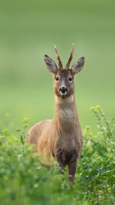 Animals that went astray during evolution 0 - Screenshot 1