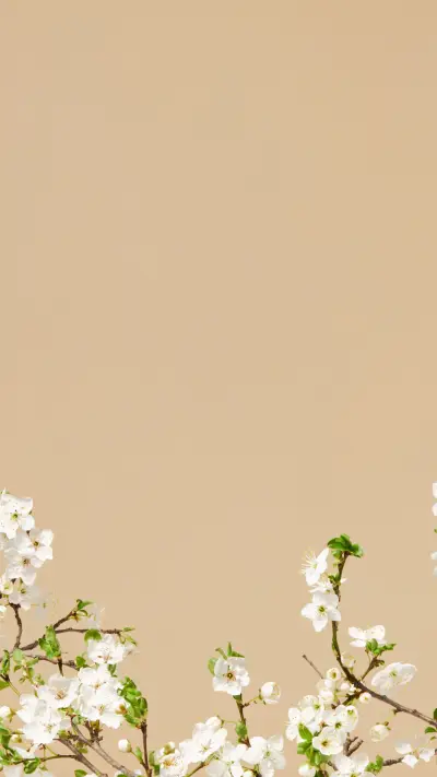 White cherry blossom branches are full of spring.