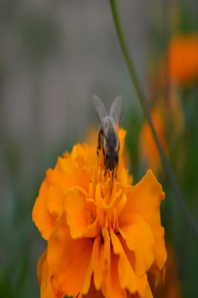 flower bee.jpg - Screenshot 1