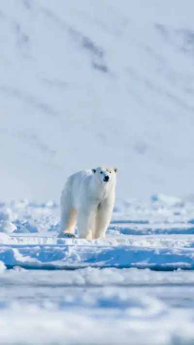 Polar bear on the pack ice