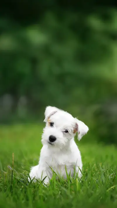 A Cute Dog Lying on the Grass