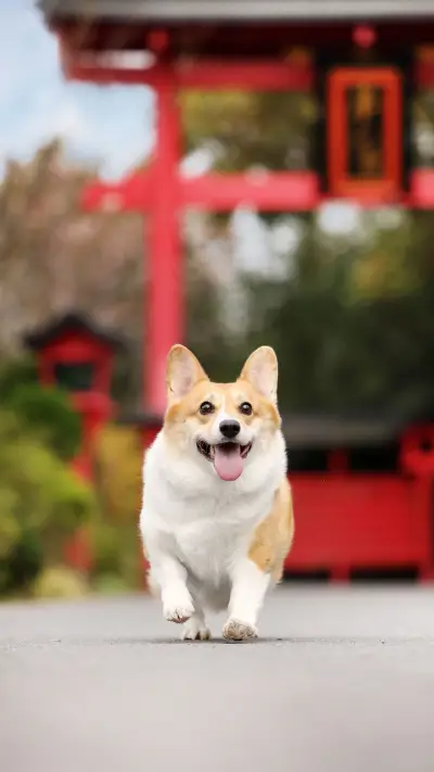 Dog behavior has deep meaning 70 - Screenshot 1