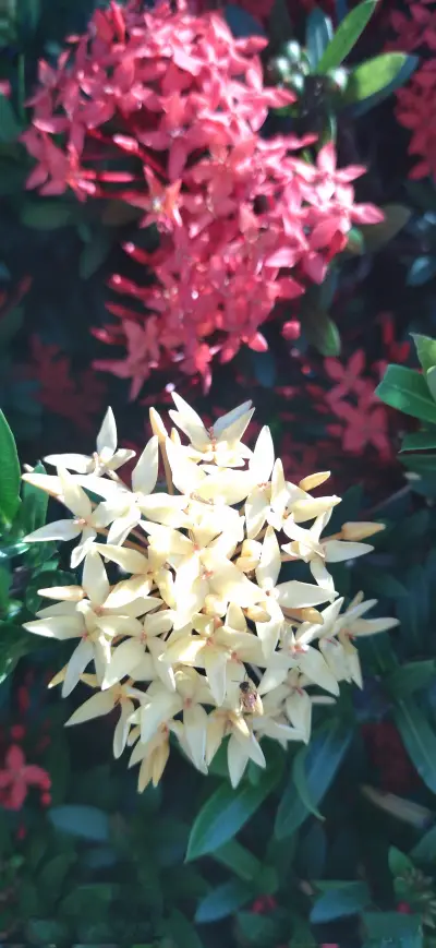 flower yellow and red