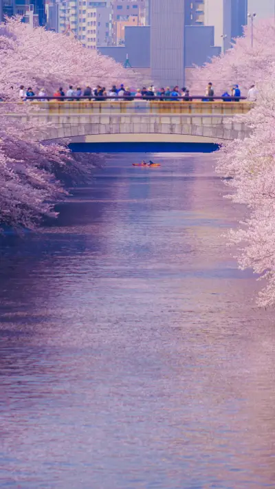 Cherry blossoms in splendor