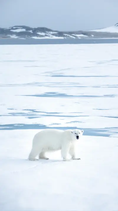 Polar Bear Photographed in the Svalbard
