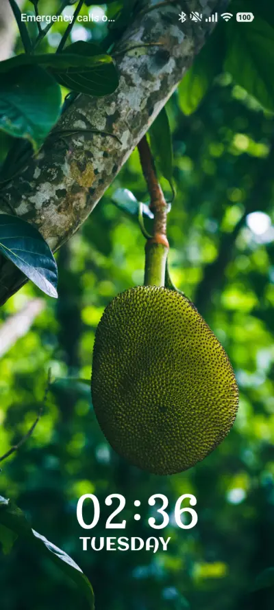 Jungle Jackfruit - Screenshot 1