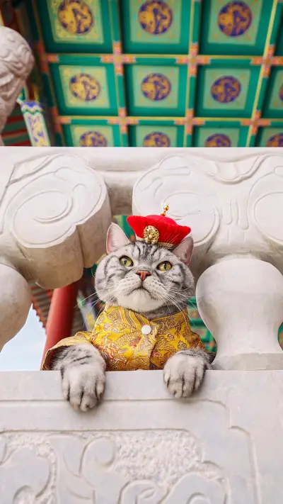 Why do cat mothers love to pick up kittens - Screenshot 1