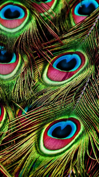 international_animal (6)