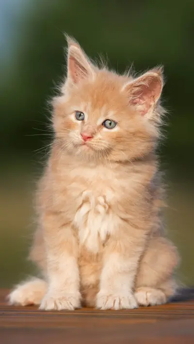 Cat (5) - Screenshot 1