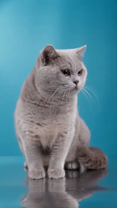 Two people one cat three meals four seasons 6 - Screenshot 1