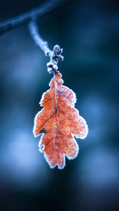 Winter snowscape - Screenshot 1