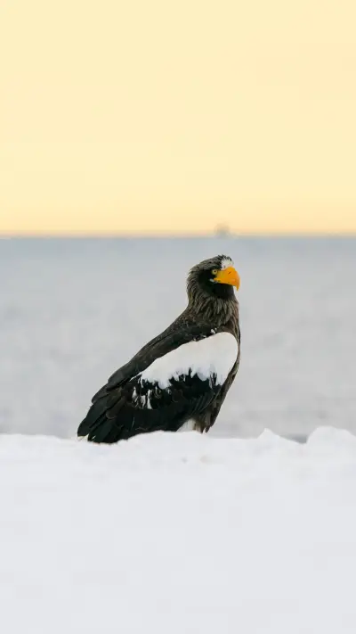 A Steller's Sea Eagles, the largest species of eagle - Screenshot 1