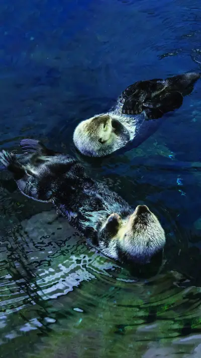 Seagulls in the water-02