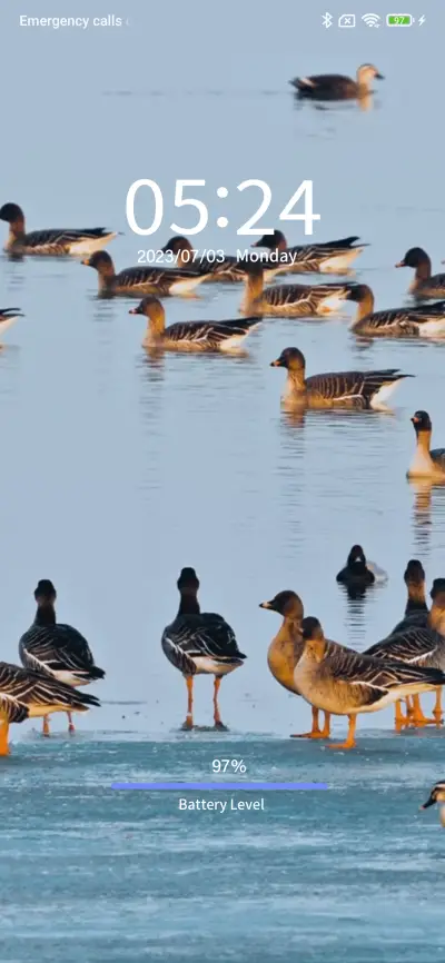 bird watching - Screenshot 1