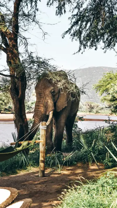 international_animal (9)