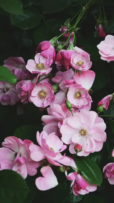 West lake guozhuang rose flower exhibition - Screenshot 1