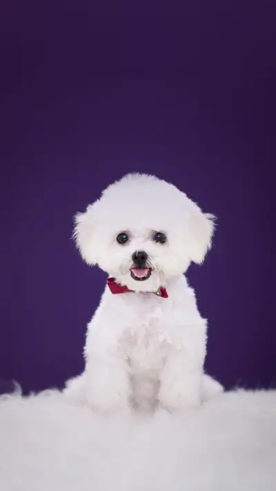 Twins in the dog world