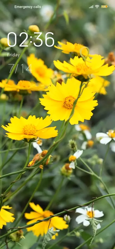 wildflower - Screenshot 1