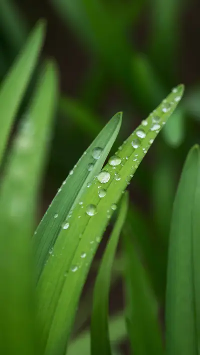 Dew