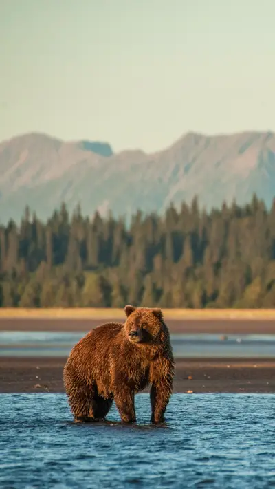 Brown bears by the lakeside